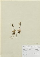 藏品(臺灣山薺)的圖片